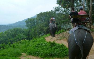 Siam Safari and Elephant Trekking in Phuket